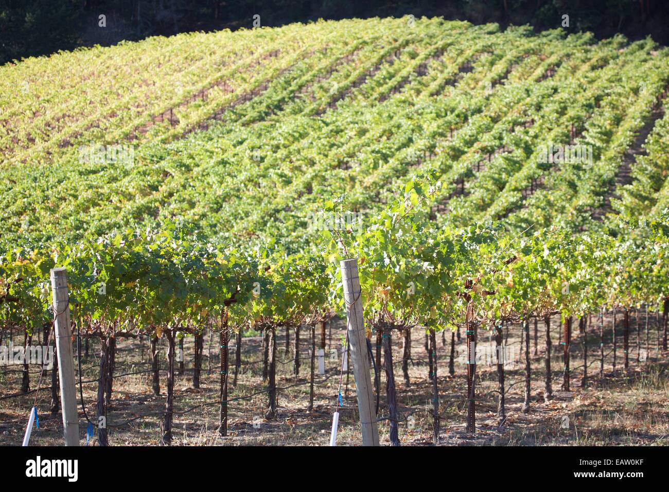 De belles vues sur les vignobles dans la célèbre région viticole de la Napa Valley en Californie du Nord, USA. Banque D'Images