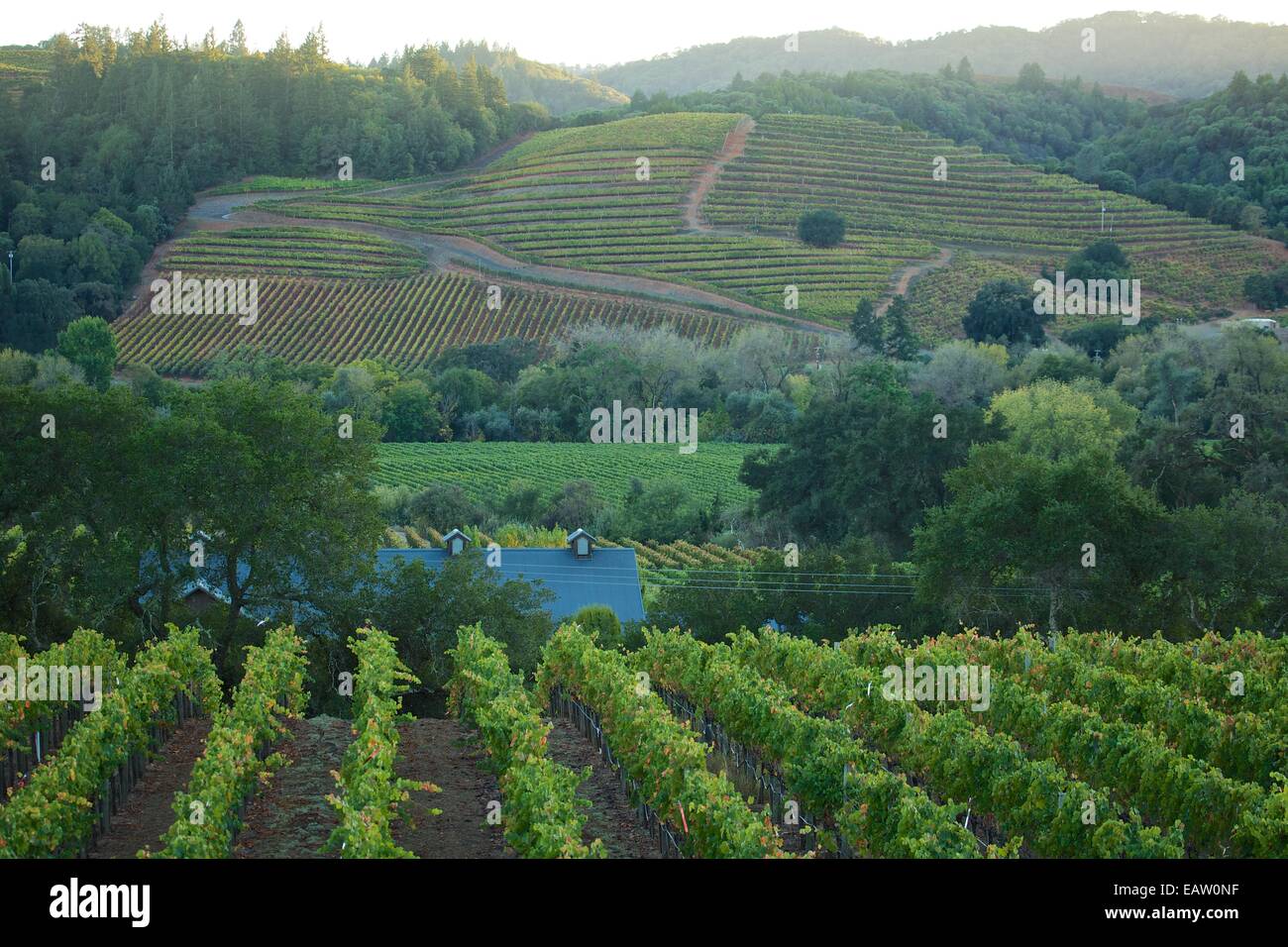 De belles vues sur les vignobles dans la célèbre région viticole de la Napa Valley en Californie du Nord, USA. Banque D'Images