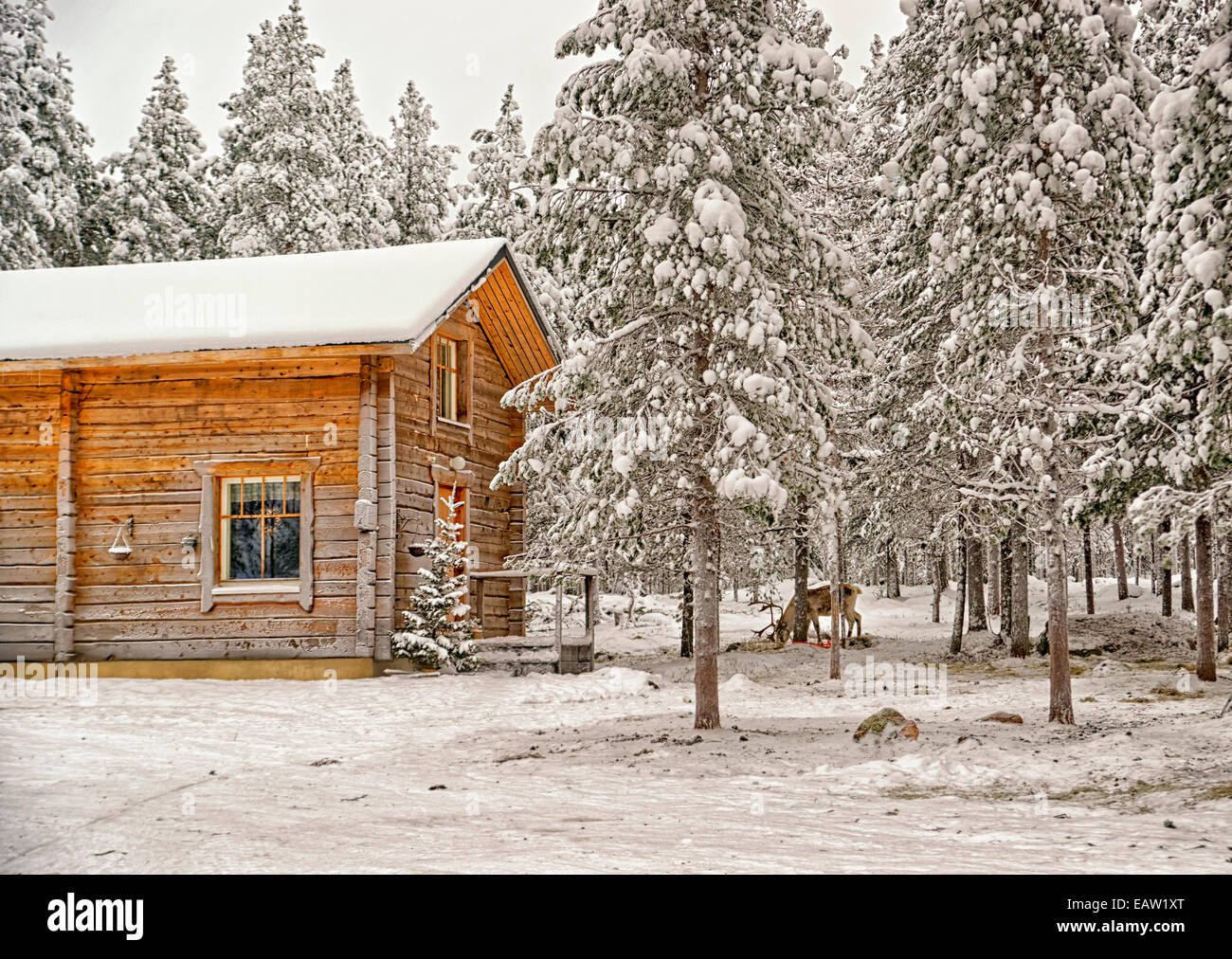 Près de rennes maison en bois en hiver Laponie à la veille de Noël Banque D'Images