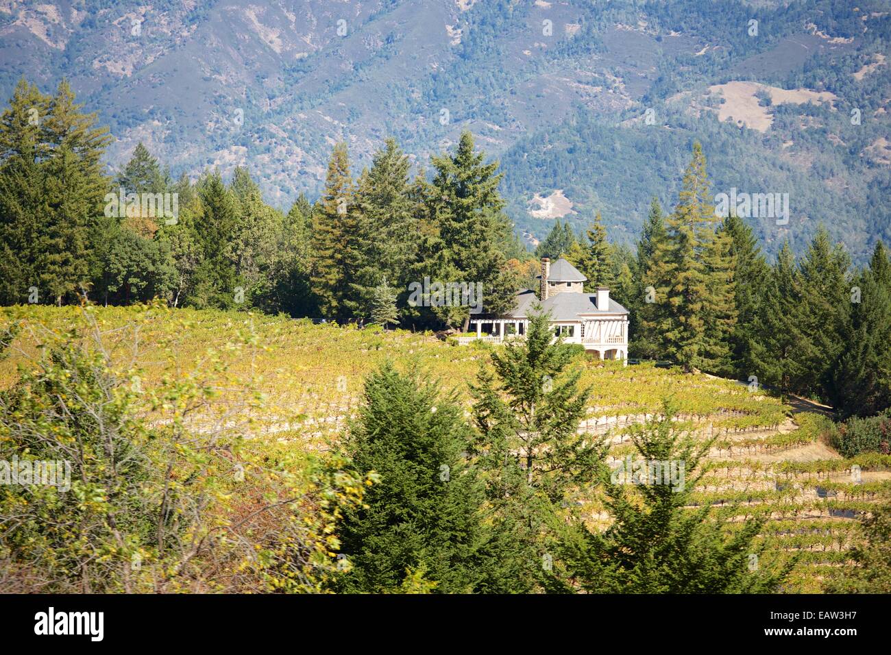 De belles vues sur les vignobles dans la célèbre région viticole de la Napa Valley en Californie du Nord, USA. Banque D'Images