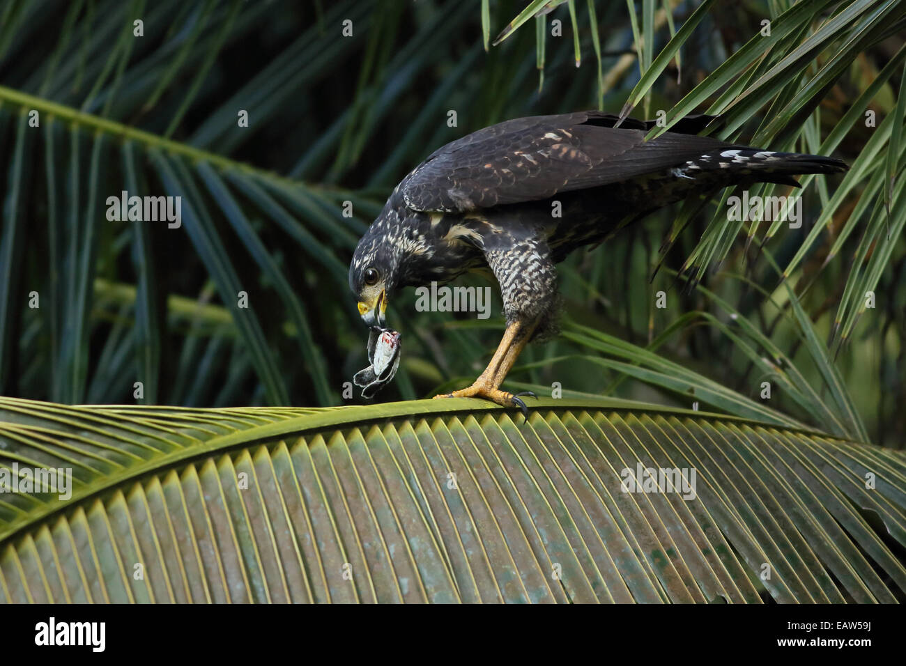 Très immatures (Buteogallus anthracinus Black Hawk) alimentation des nouveau-nés de tortues vertes (Chelonia mydas). Parc National de Tortuguero, Co Banque D'Images