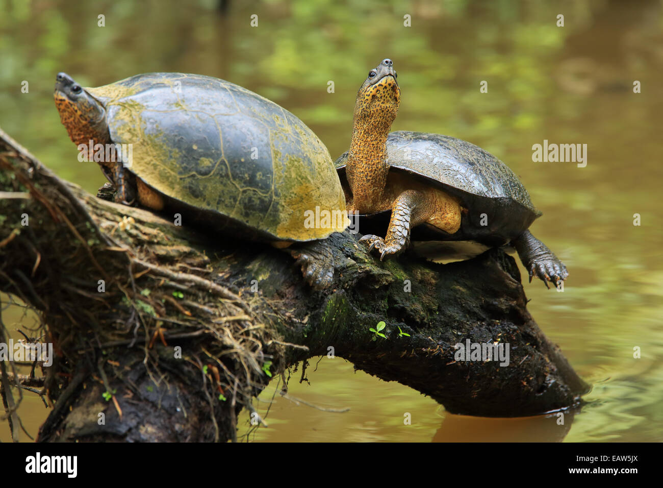 Les tortues de rivière Noire (Rhinoclemmys funerea) sur le canal de la forêt tropicale. Parc National de Tortuguero, Costa Rica. Banque D'Images