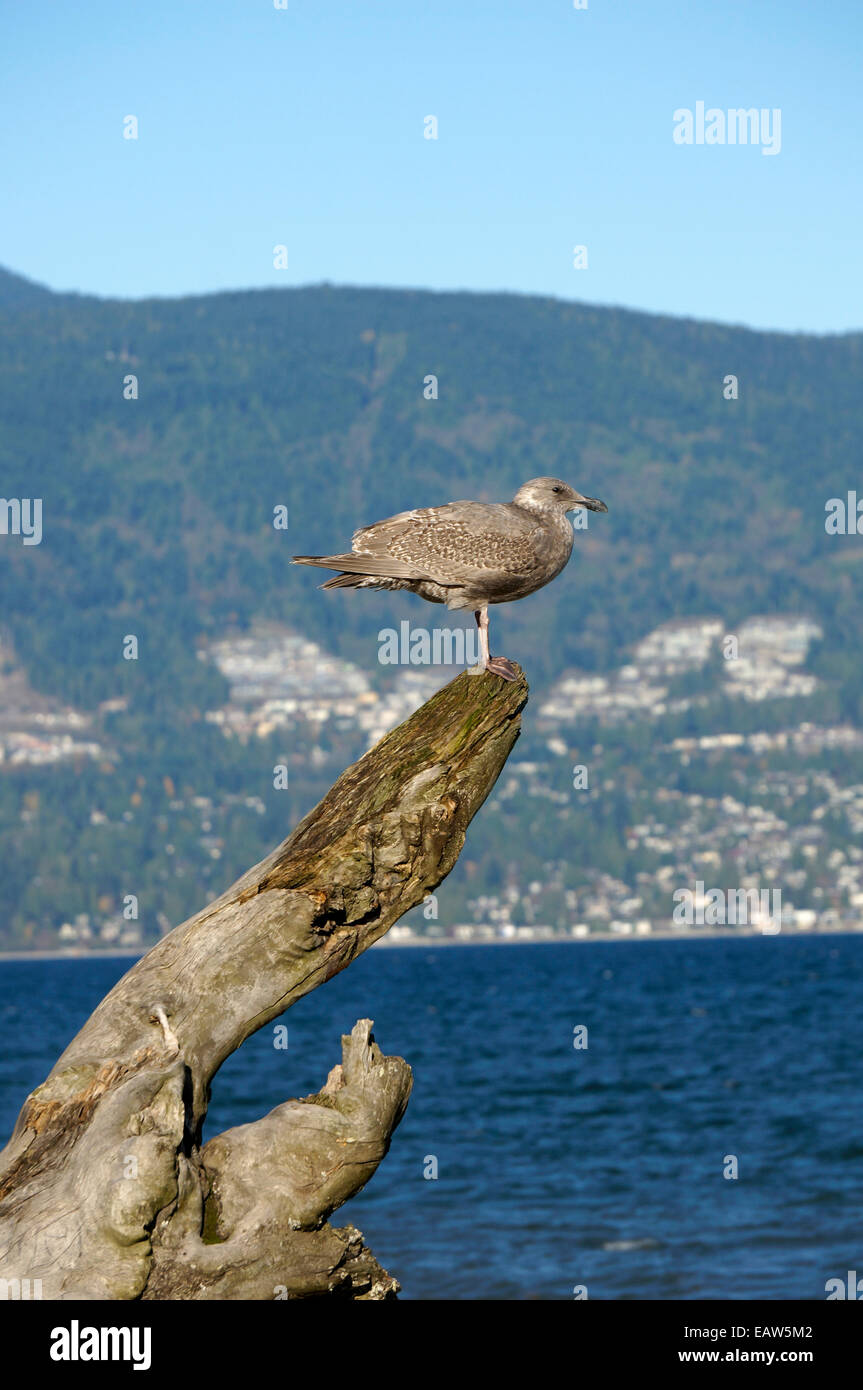 L'ouest immatures juvénile (Larus occidentalis) perché sur un grand morceau de bois flotté, Vancouver, BC, Canada Banque D'Images