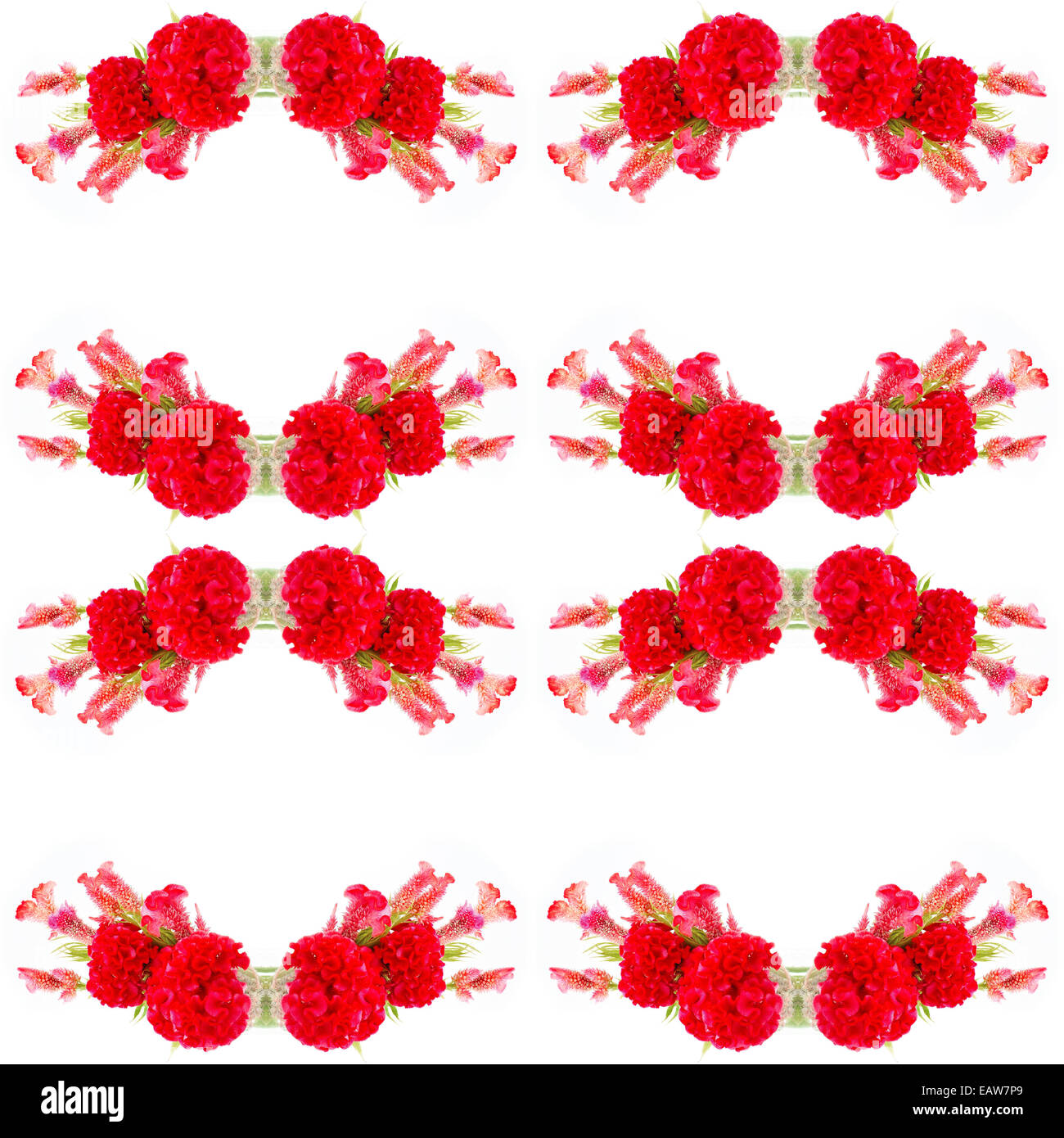Fleur rouge, Cockscomb ou fleur de laine chinois (Celosia argentea), isolé sur fond blanc Banque D'Images
