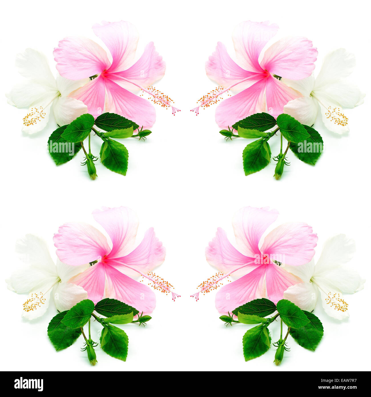 Rose et blanc coloré aux fleurs d'isolé sur fond blanc Banque D'Images