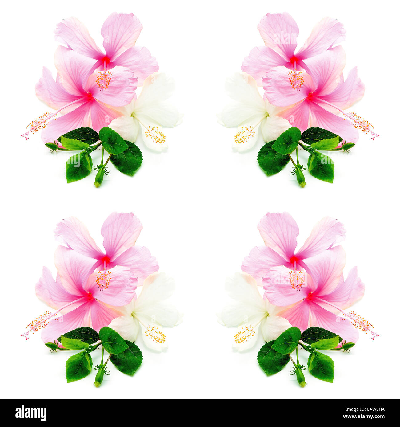 Rose et blanc coloré aux fleurs d'isolé sur fond blanc Banque D'Images