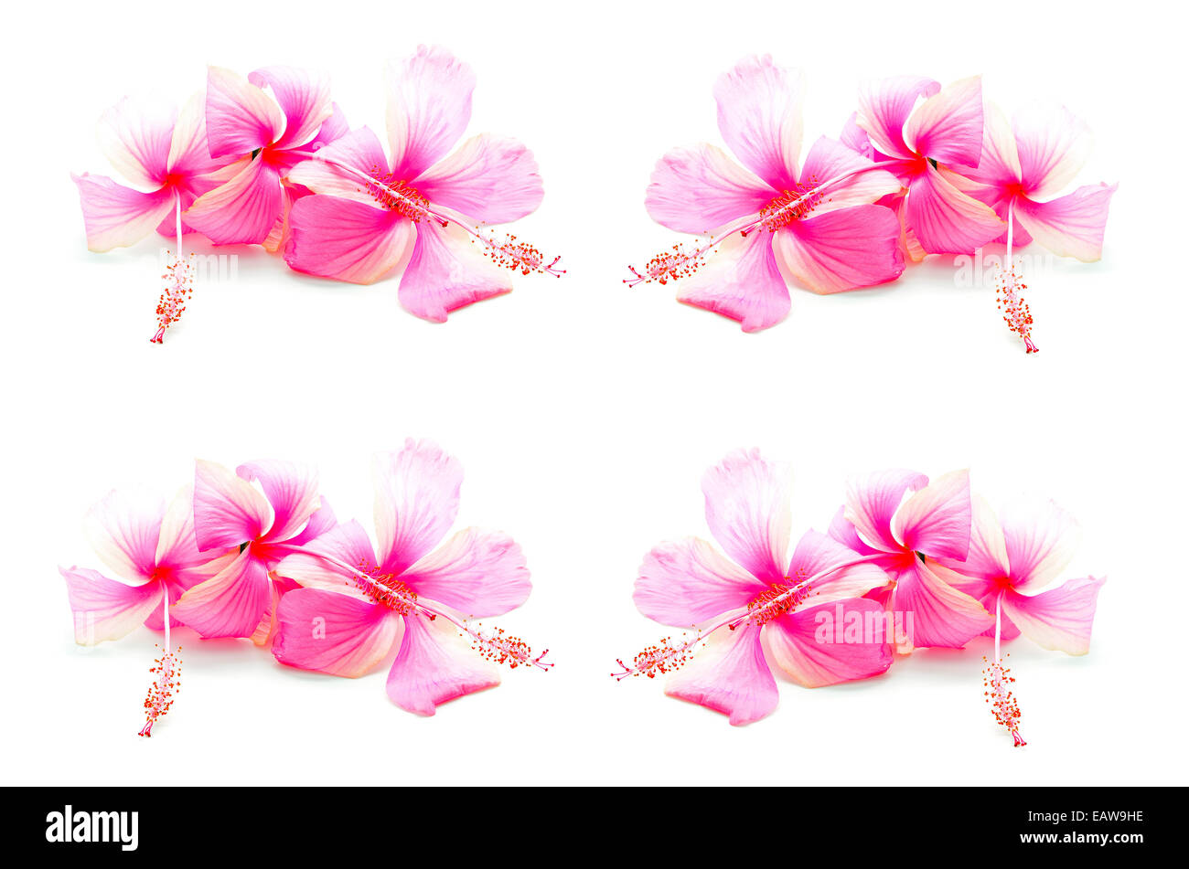 Colorful pink Hibiscus flower, isolé sur fond blanc Banque D'Images