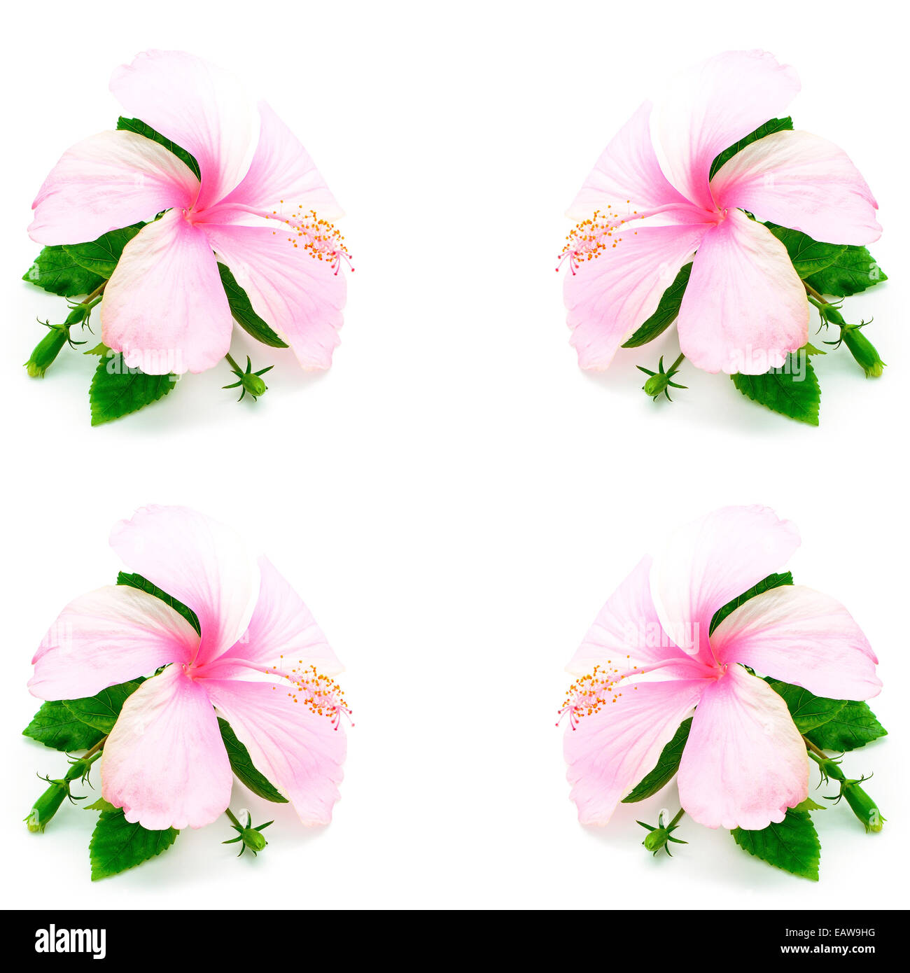 Fleur d'Hibiscus roses colorées isolé sur fond blanc Banque D'Images