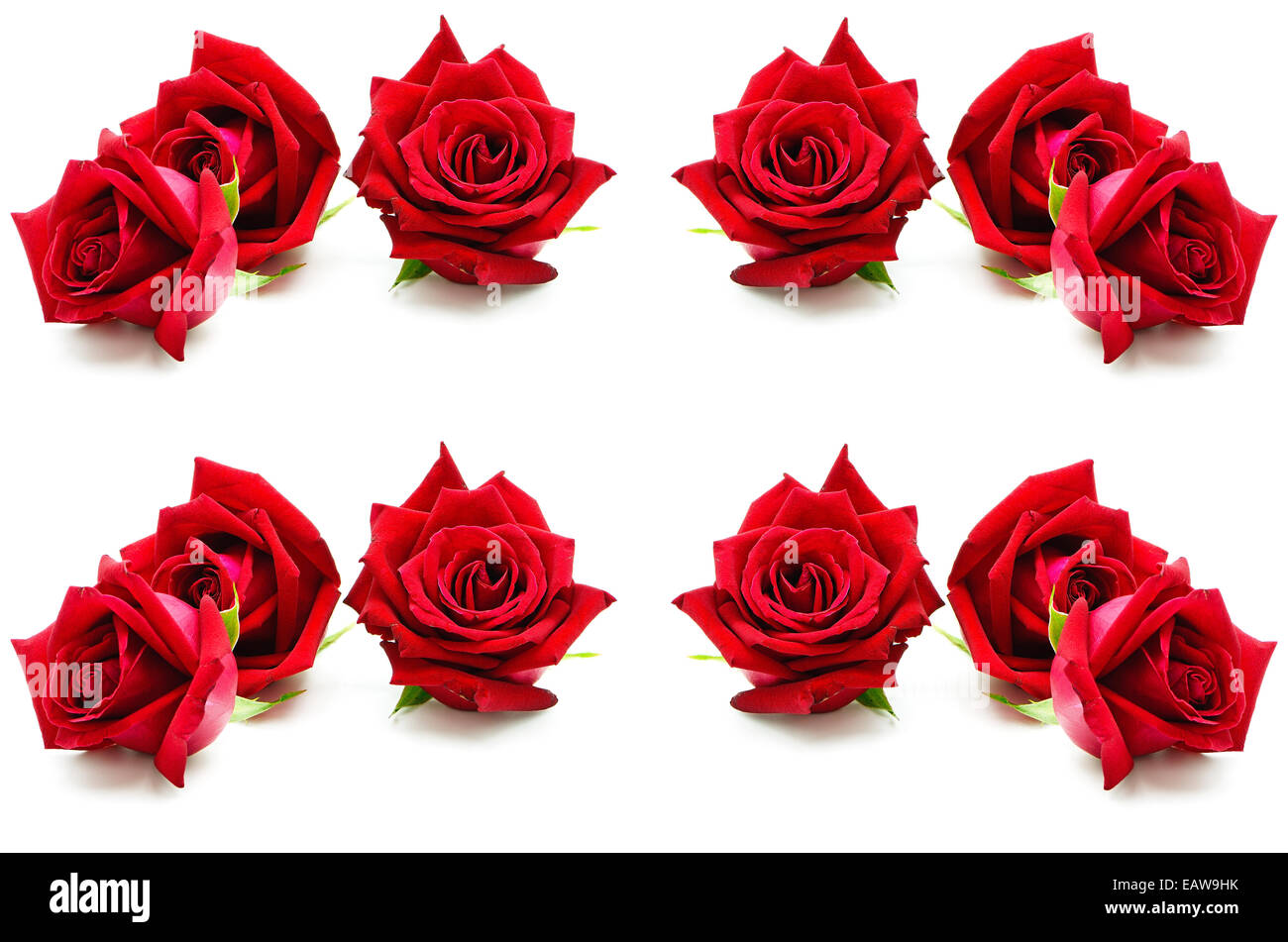 Belle rose rouge, isolé sur fond blanc Banque D'Images