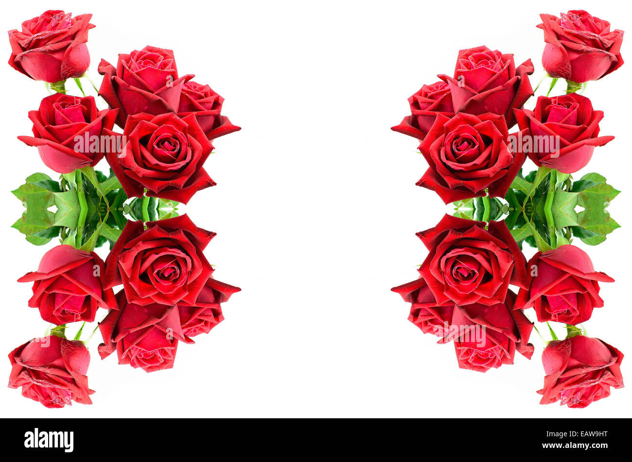 Belle rose rouge, isolé sur fond blanc Banque D'Images