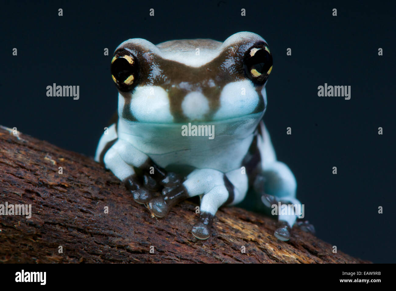 Trachycephalus resinifictrix grenouille / Lait Banque D'Images