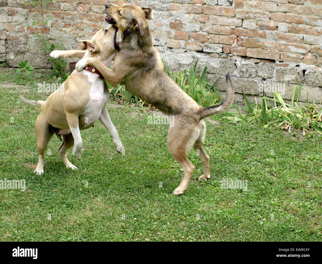 Les chiens Stafford maman et fille dans le jeu Banque D'Images