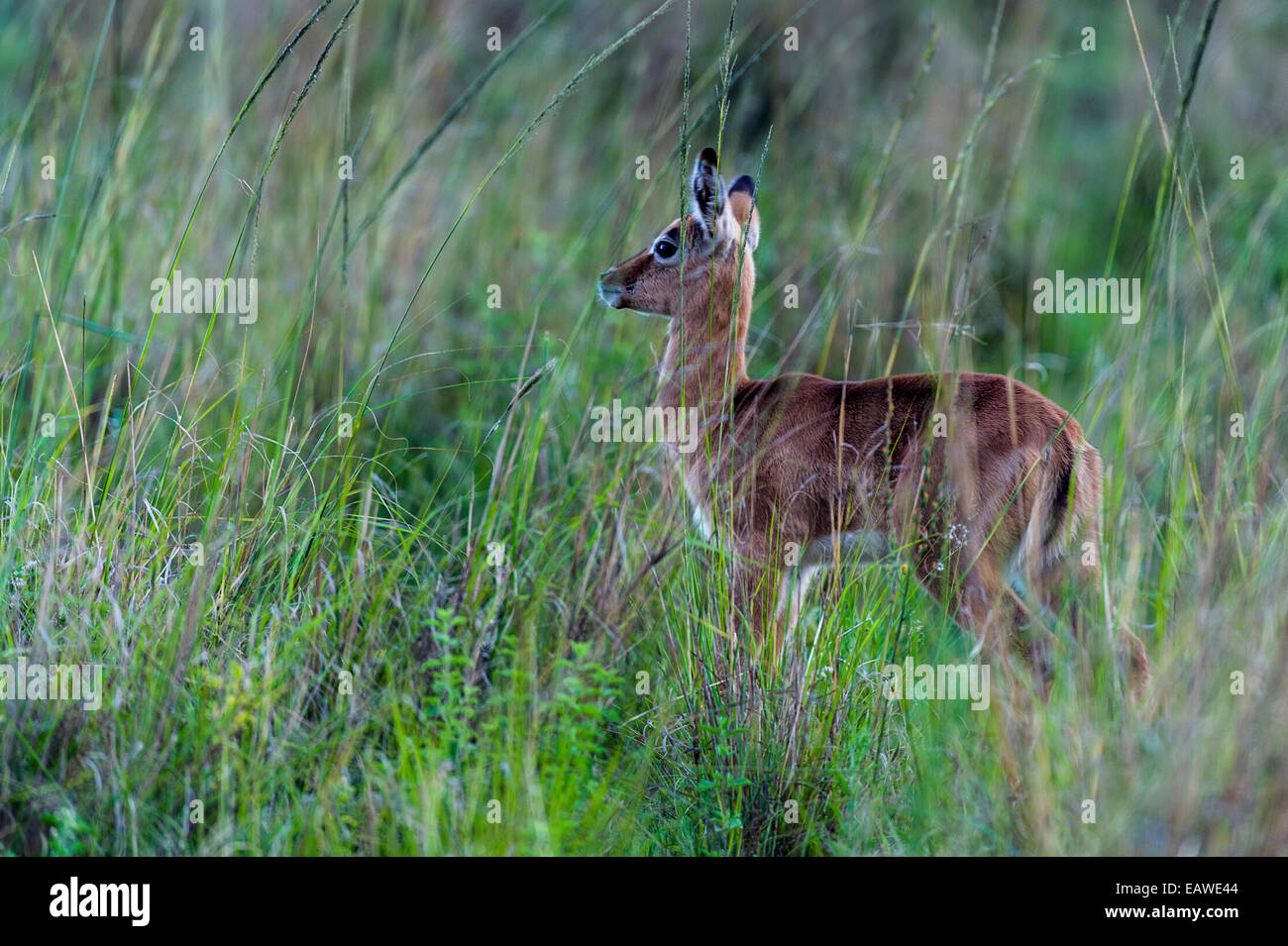 Seulement, une alerte Impala fawn pairs prudemment de l'herbe haute. Banque D'Images
