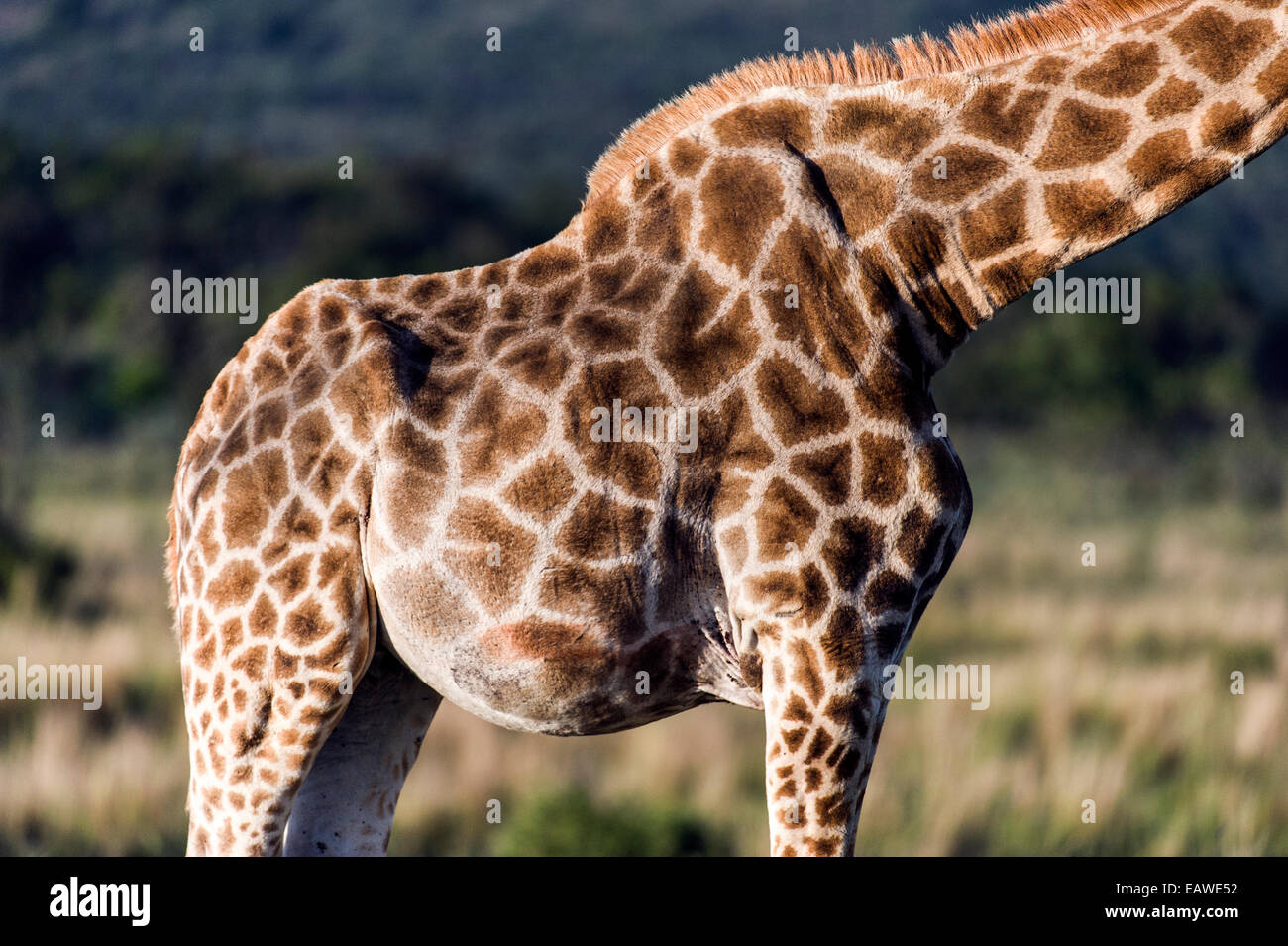 La peau et cacher l'internaute d'un mosaïque girafe d'Afrique du Sud. Banque D'Images