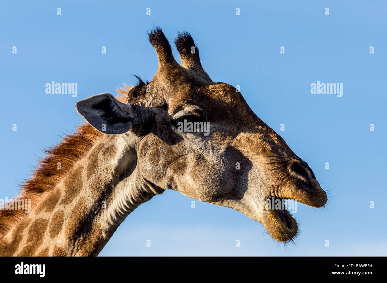 Une girafe d'Afrique du Sud c'est de mâcher de la cud à l'aube. Banque D'Images