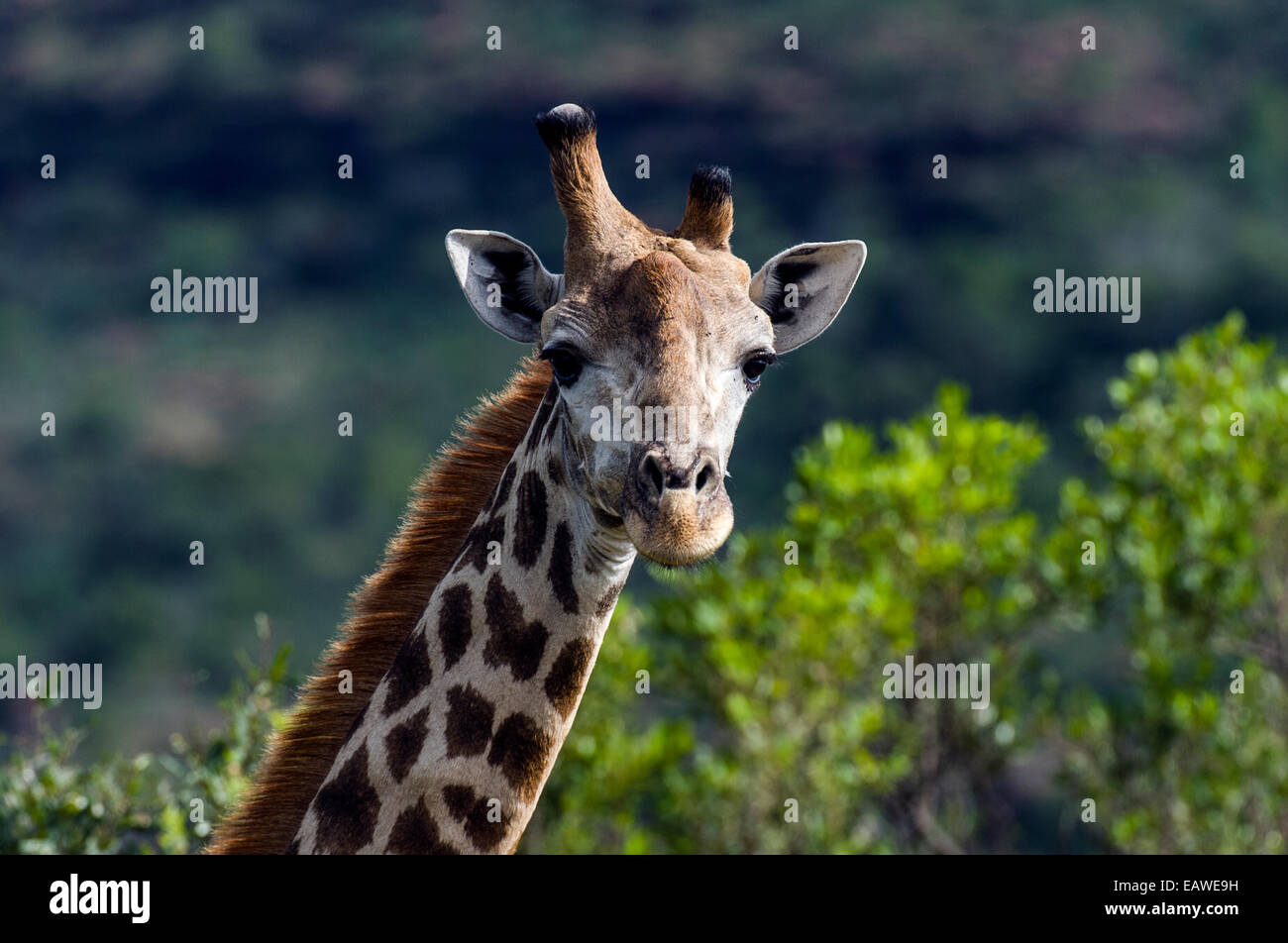 Une girafe d'Afrique du Sud avec un retard de croissance et déformé l'avertisseur sonore. Banque D'Images