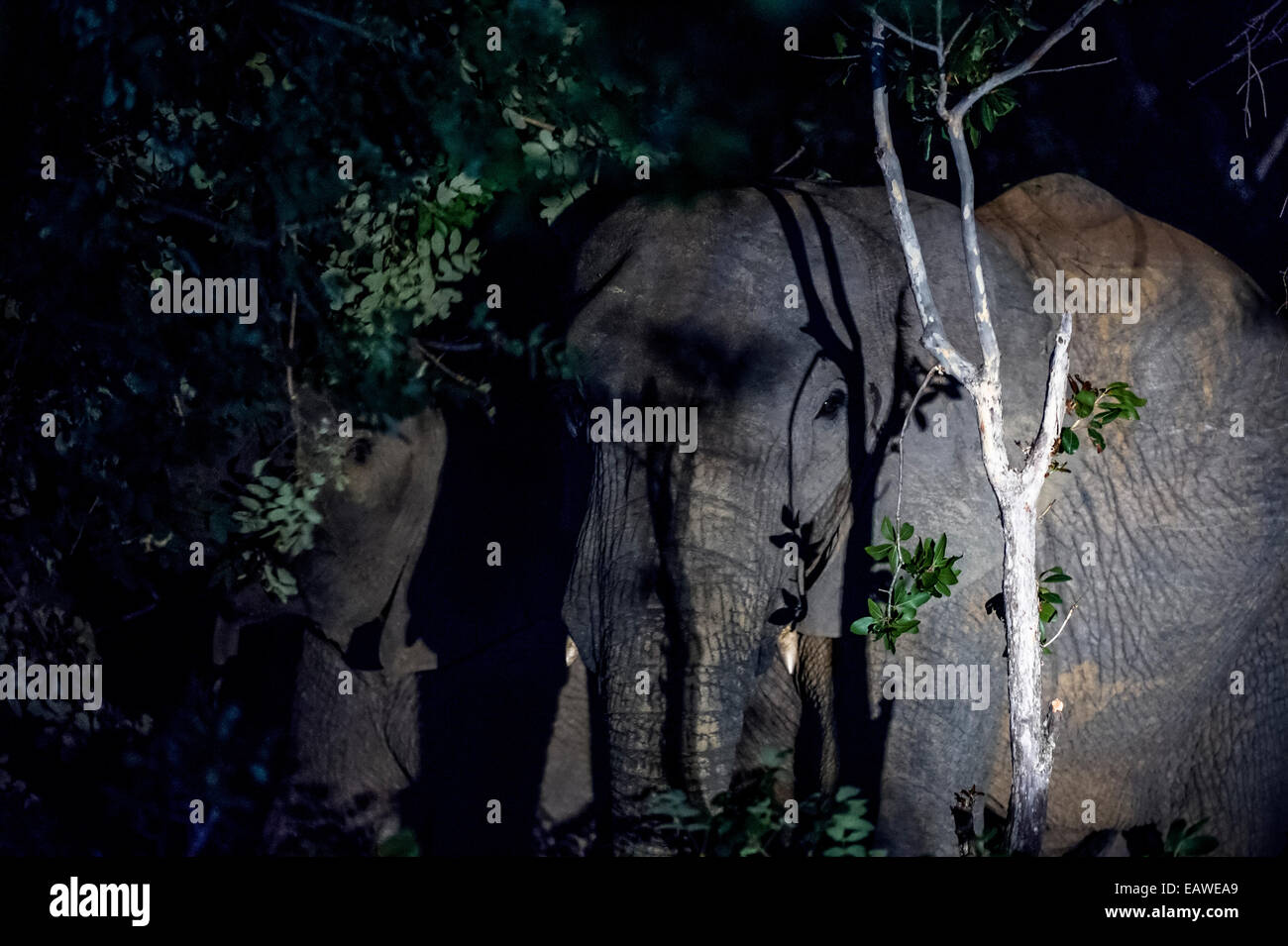 Un troupeau d'éléphants qui se nourrissent de feuillage d'arbres forestiers dans la nuit. Banque D'Images