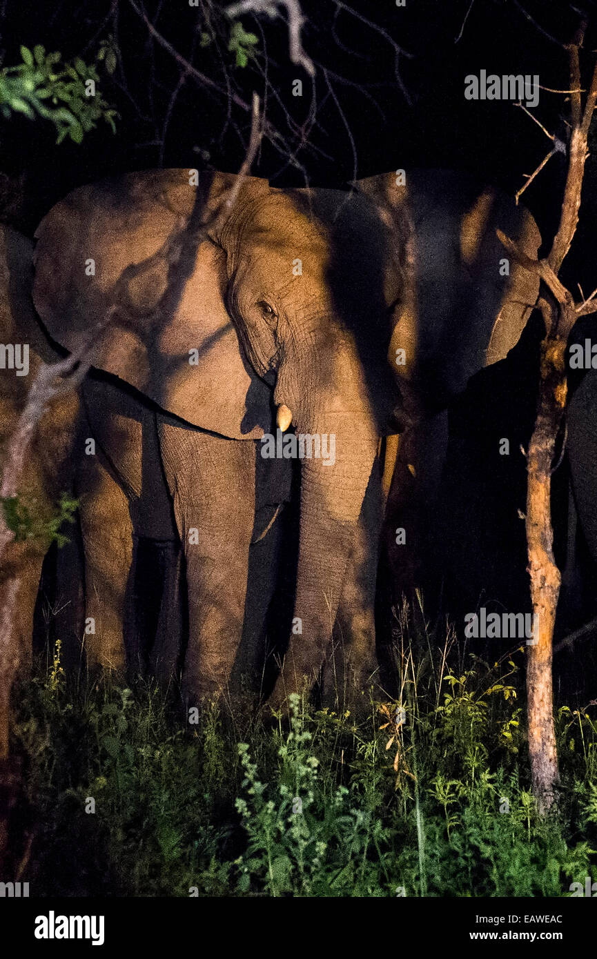 Un troupeau d'éléphants qui se nourrissent de feuillage d'arbres forestiers dans la nuit. Banque D'Images