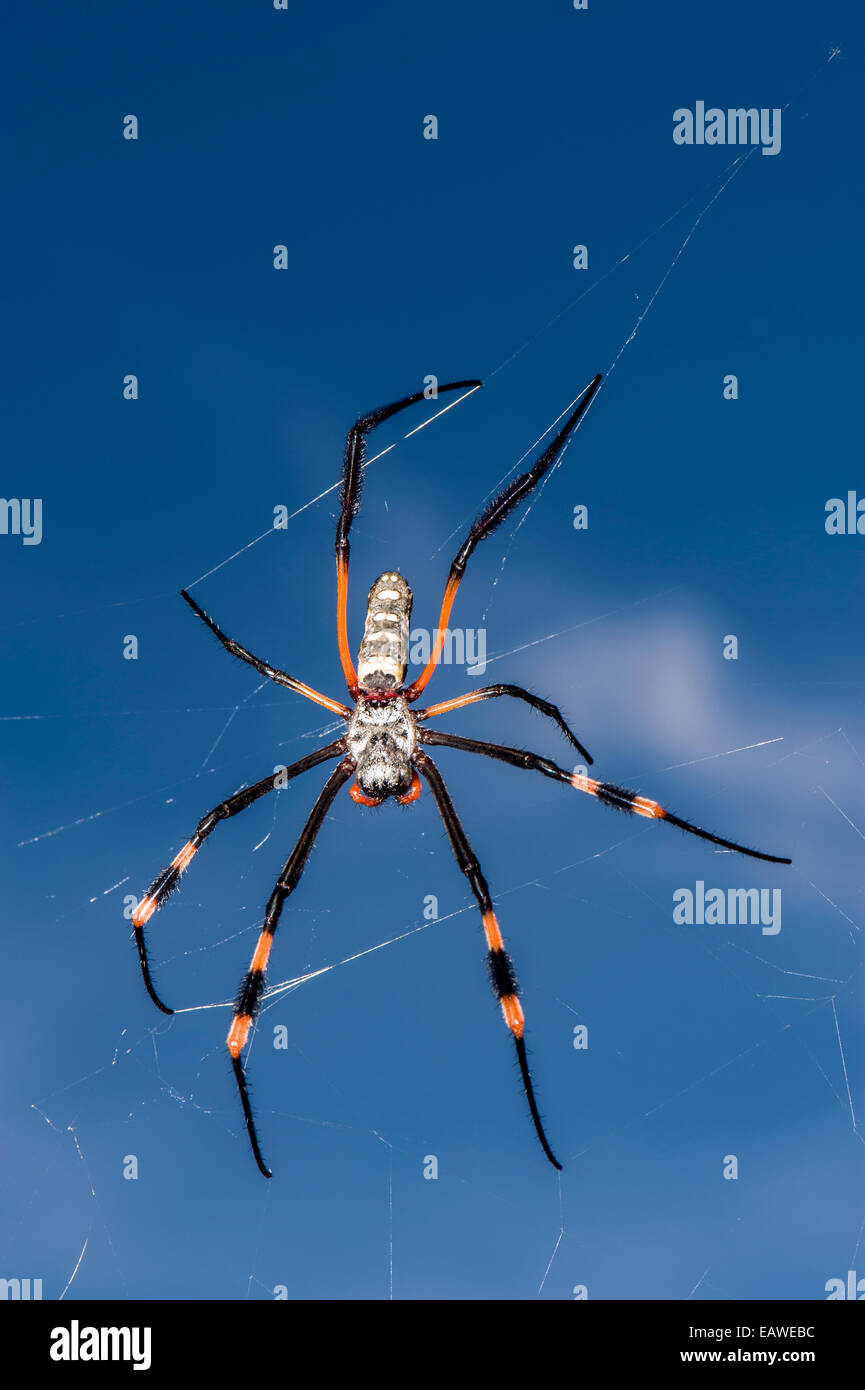 Une femme araignée Orb suspendue dans son attente web pour capturer les proies. Banque D'Images
