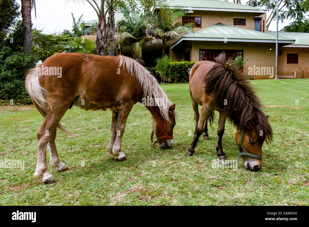 Une paire de chevaux miniatures pâturage sur un jardin pelouse à une guest house. Banque D'Images