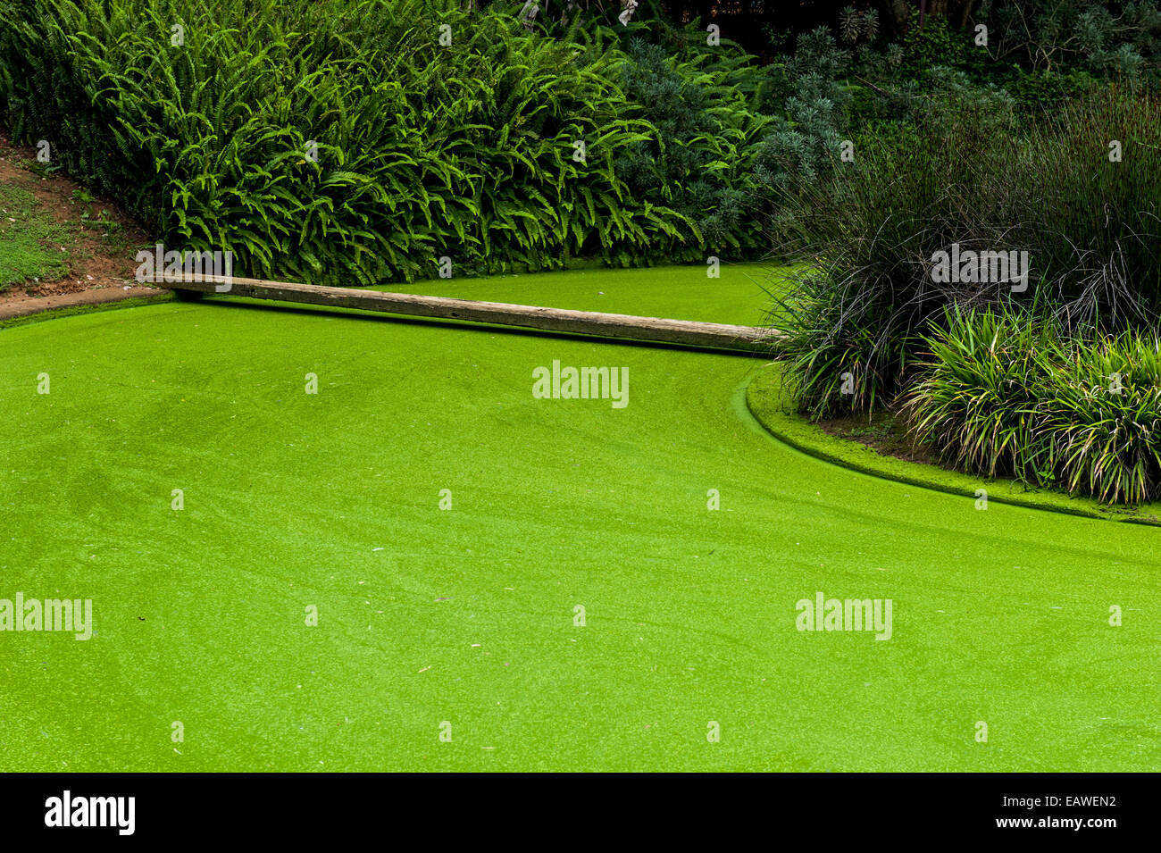 Les plantes aquatiques et les algues sur la surface de l'eau d'un étang de jardin. Banque D'Images