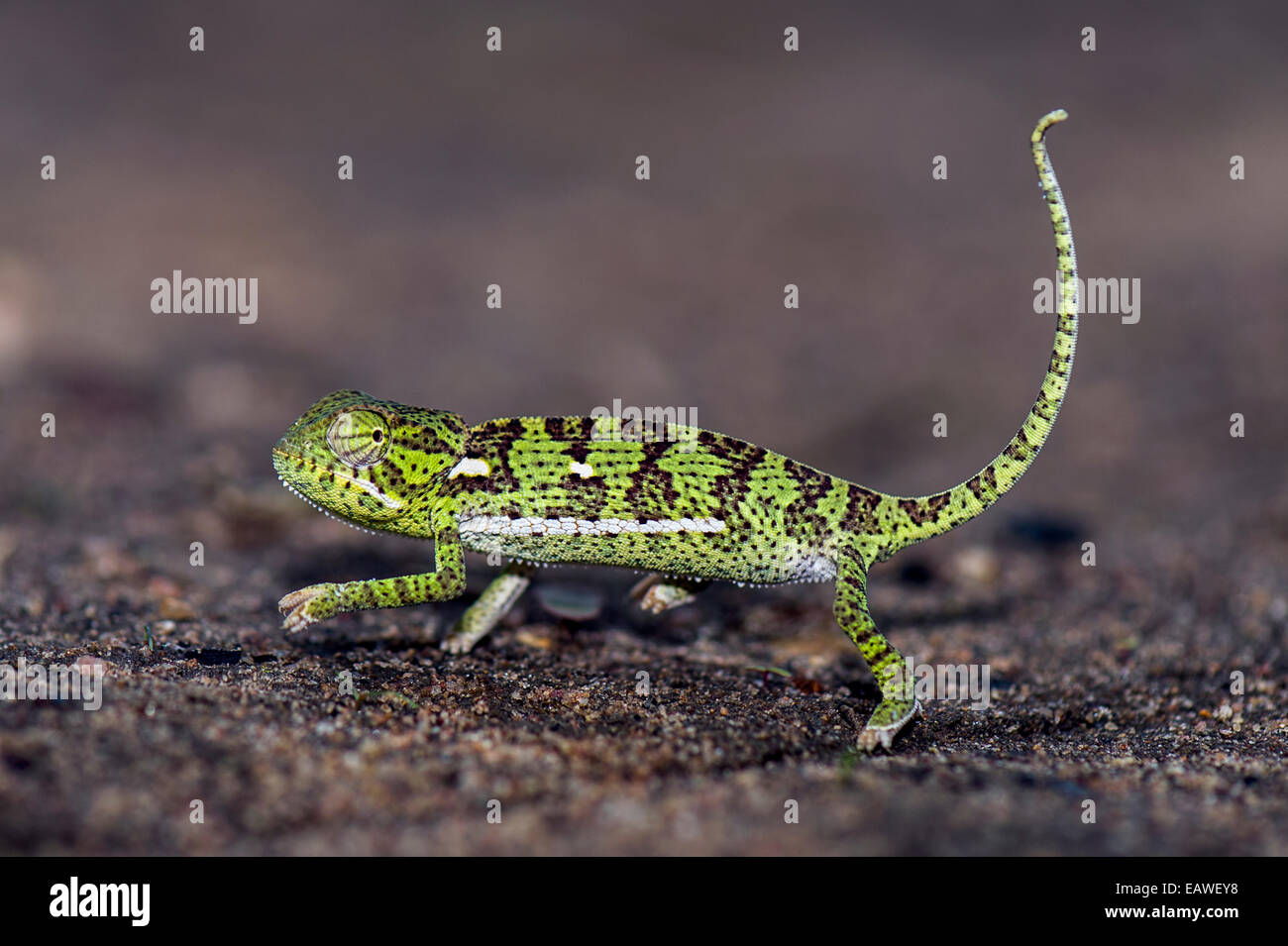 Un volet exposés-necked Chameleon marchant à travers sex sandy ground. Banque D'Images