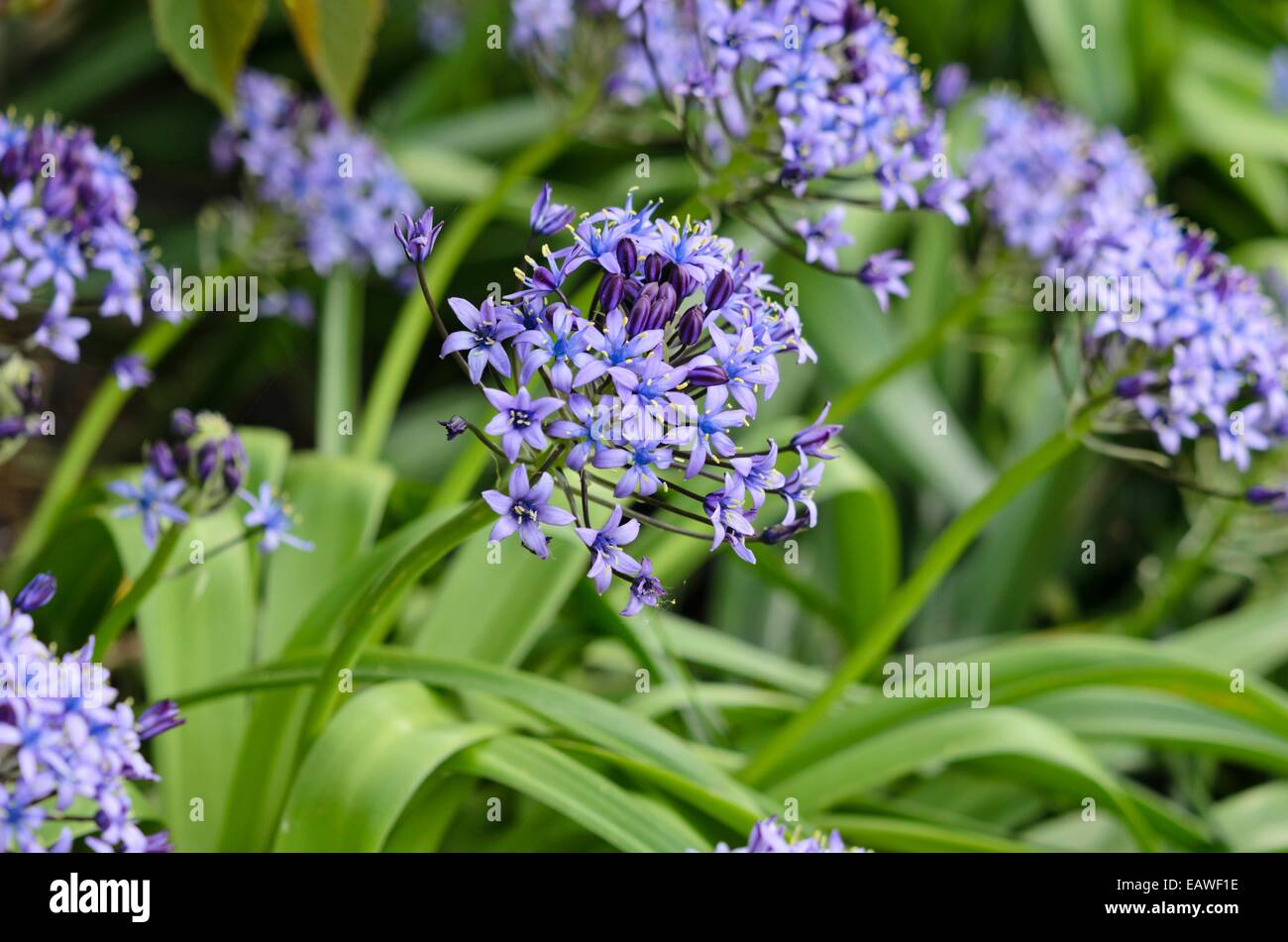 Squill scilla peruviana (portugais) Banque D'Images