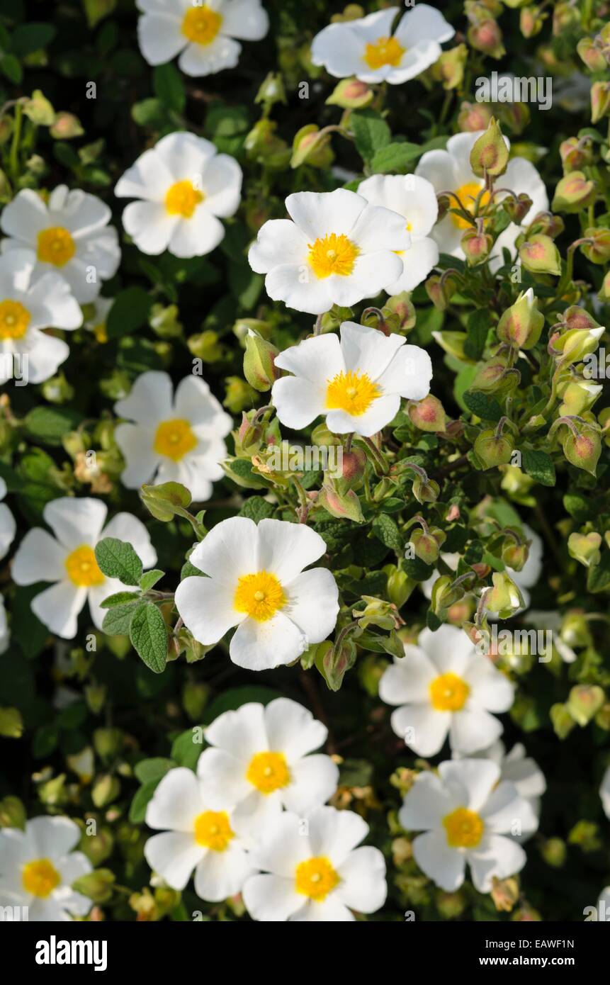 À feuilles de sauge (cistus salviifolius rock rose 'prostratus') Banque D'Images