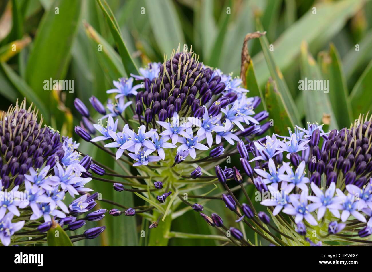 Squill scilla peruviana (portugais) Banque D'Images
