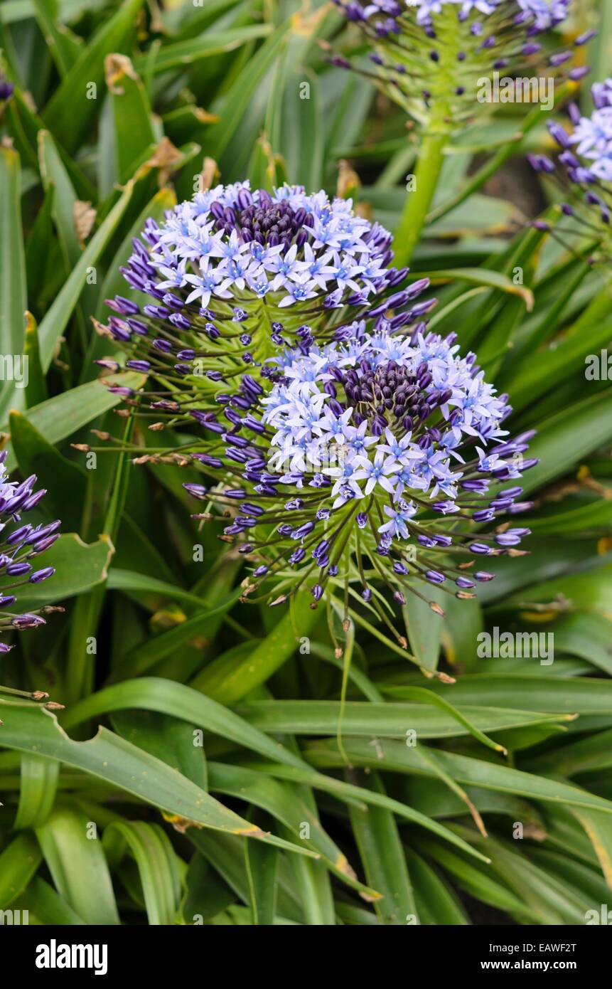 Squill scilla peruviana (portugais) Banque D'Images