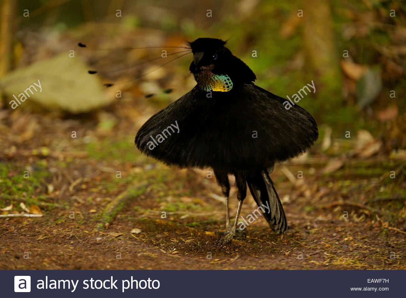 Un Homme Western Parotia Oiseau Du Paradis Effectue Une