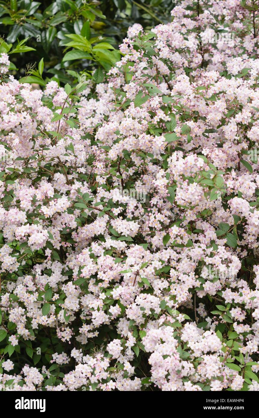 Deutzia x elegantissima Banque D'Images