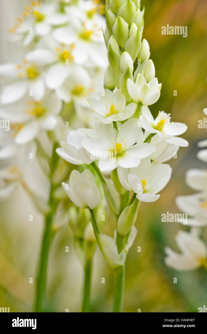 Star-de-Bethléem (ornithogalum une grande longévité) Banque D'Images