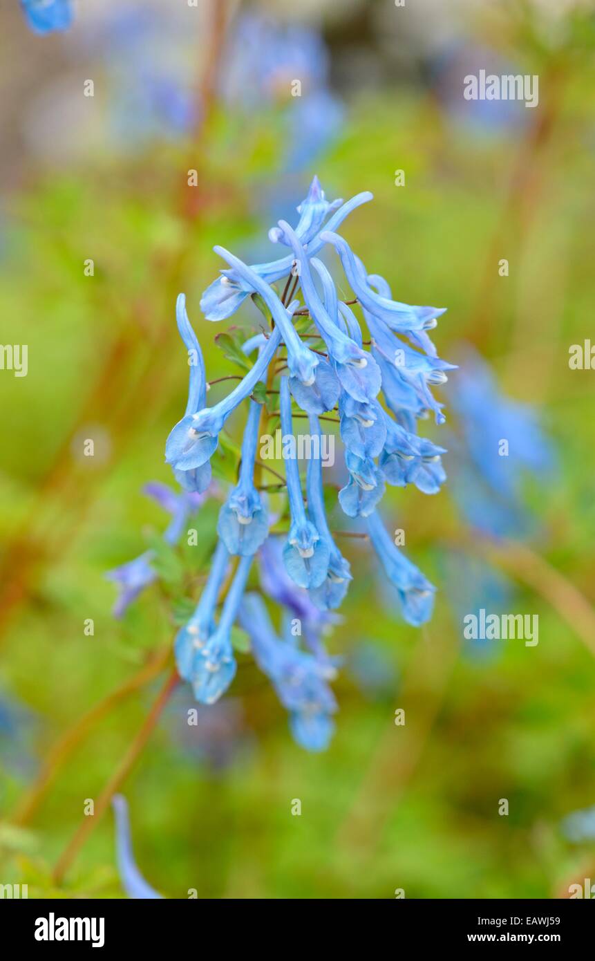 Blue corydalis Corydalis elata (x flexuosa 'le député conservateur') Banque D'Images