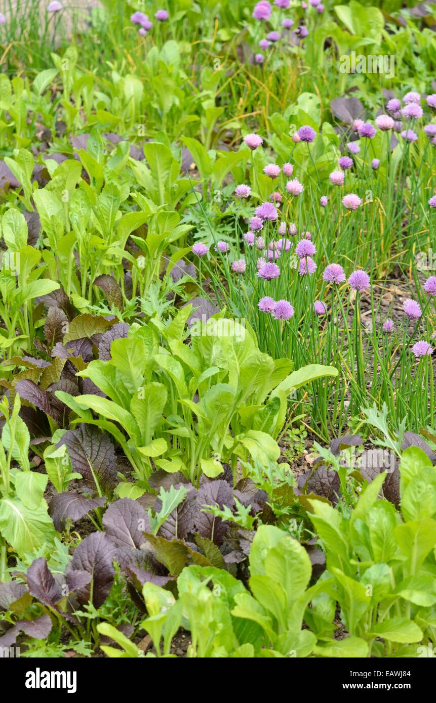 La moutarde chinoise (Brassica juncea) et la ciboulette (Allium schoenoprasum) Banque D'Images