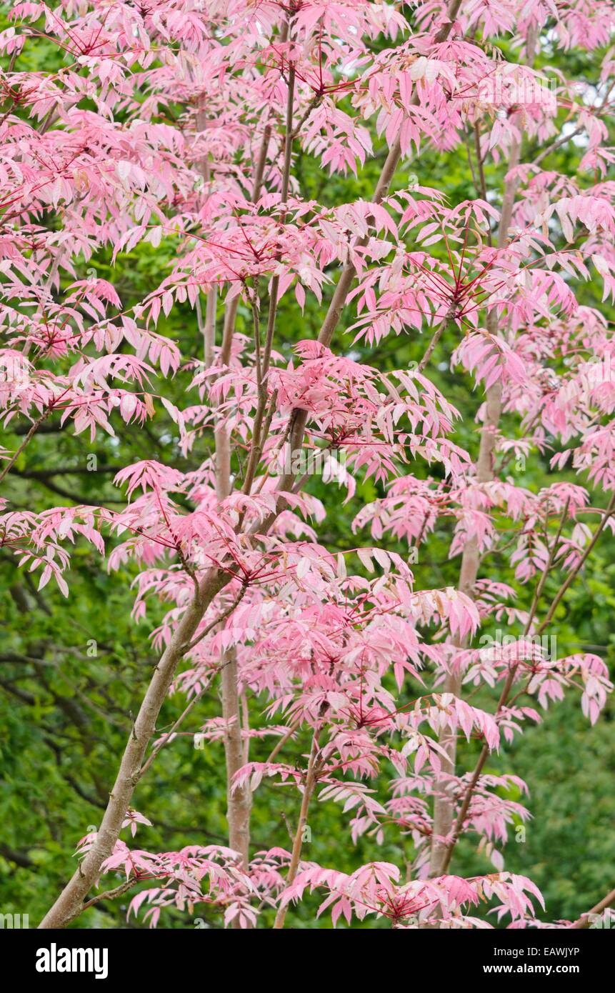 Acajou chinois (toona sinensis 'flamingo') Banque D'Images