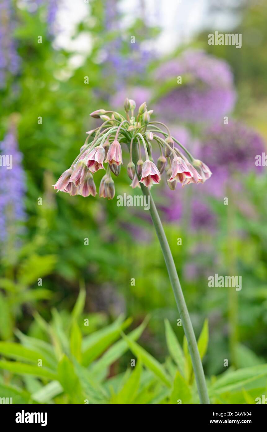 Miel sicilien lily (Allium siculum syn. Nectaroscordum siculum subsp. bulgaricum) Banque D'Images