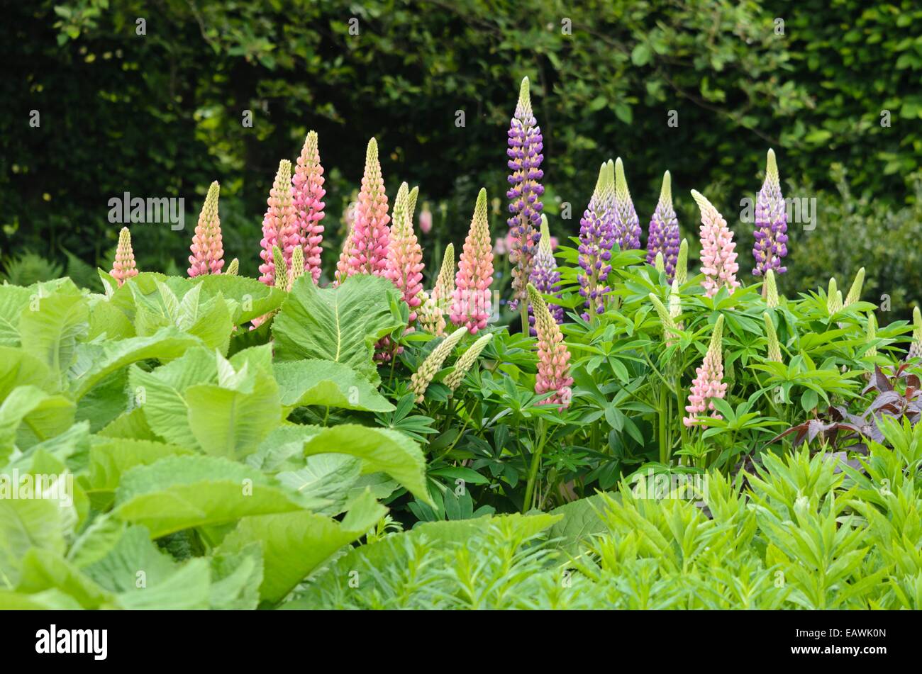 Jardin Le lupin (Lupinus polyphyllus) Banque D'Images