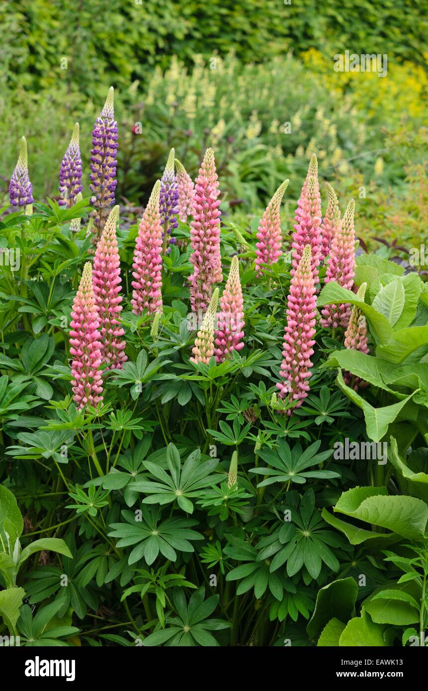 Jardin Le lupin (Lupinus polyphyllus) Banque D'Images