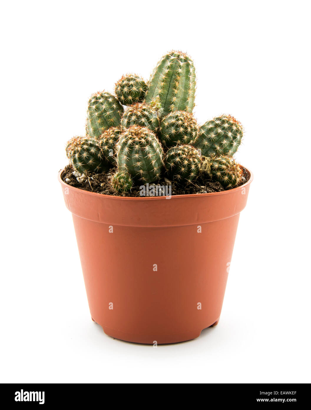 Cactus isolé sur fond blanc Banque D'Images