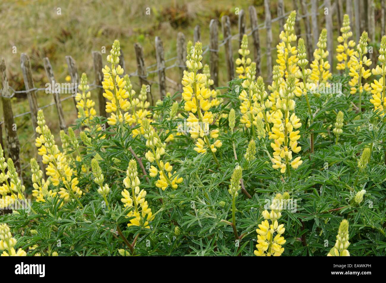 Arbre jaune lupin (Lupinus arboreus) Banque D'Images