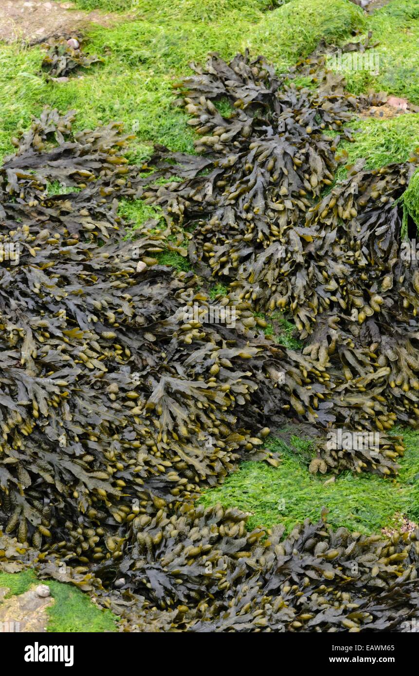 Fucus vésiculeux (Fucus vesiculosus) Banque D'Images