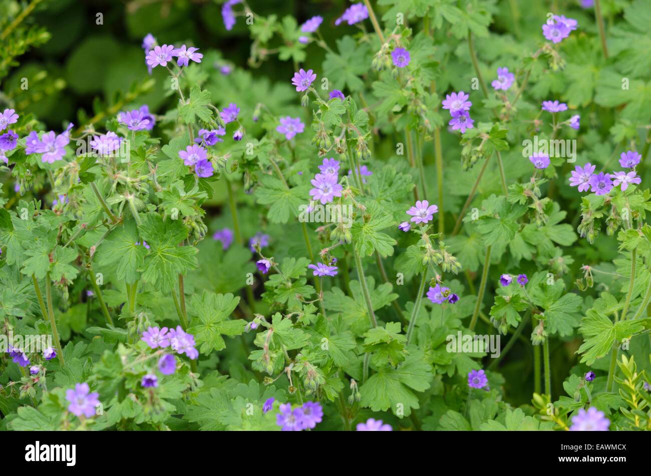 Géranium sanguin (Geranium pyrenaicum bocage 'bill Wallis) Banque D'Images