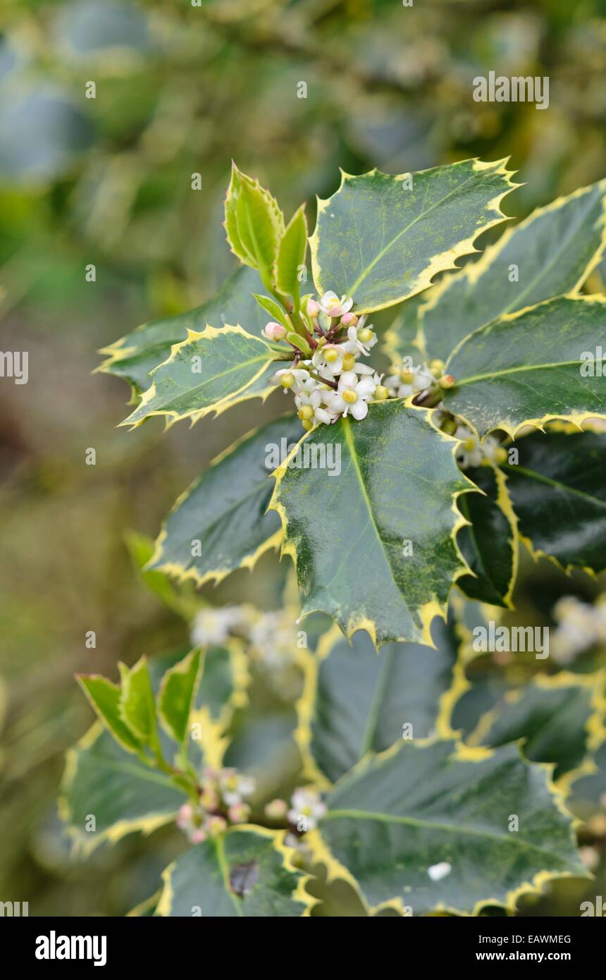 Le houx commun (Ilex aquifolium rubricaulis 'Aurea') Banque D'Images