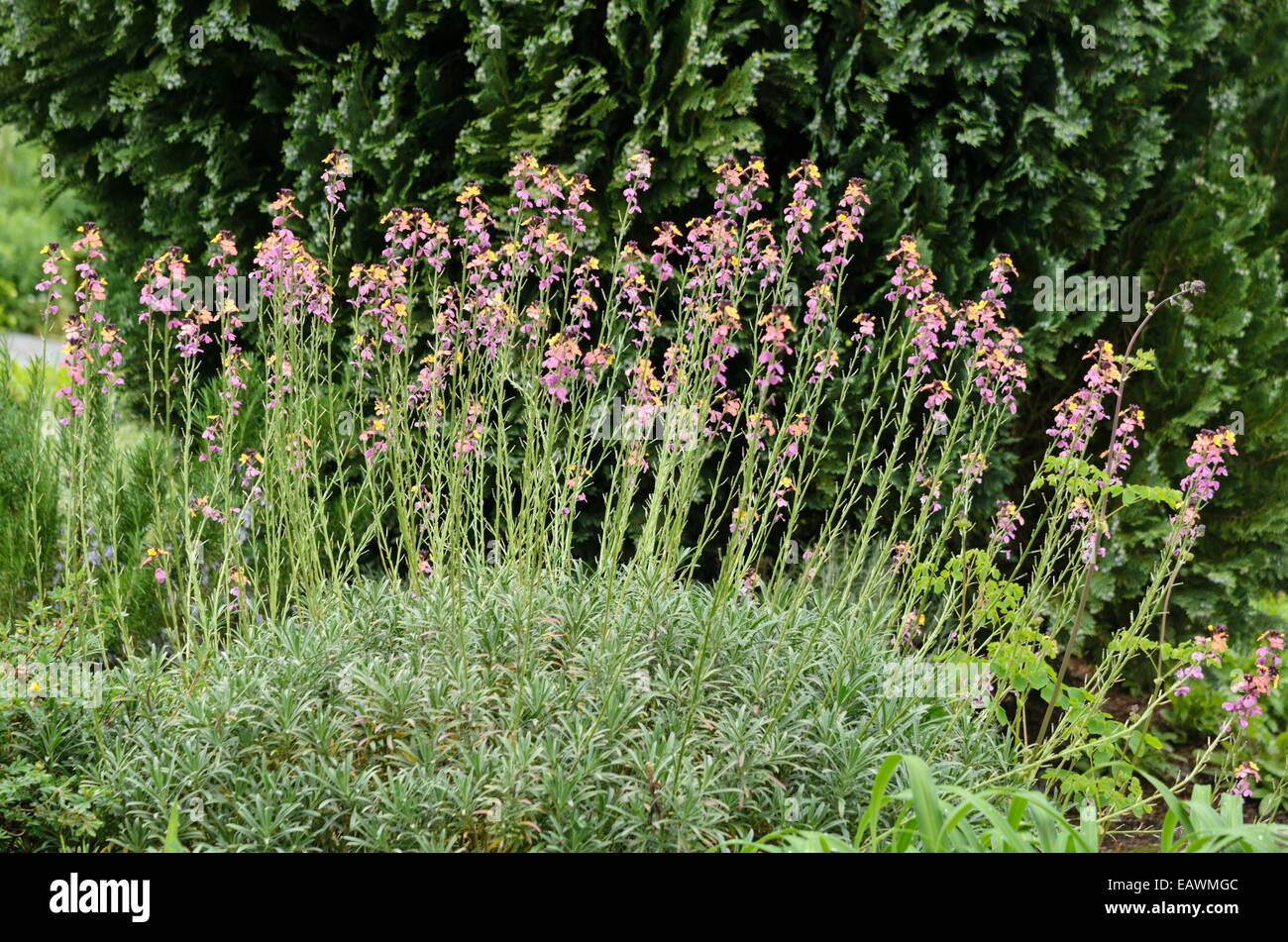 Giroflée (erysimum mutabile) Banque D'Images