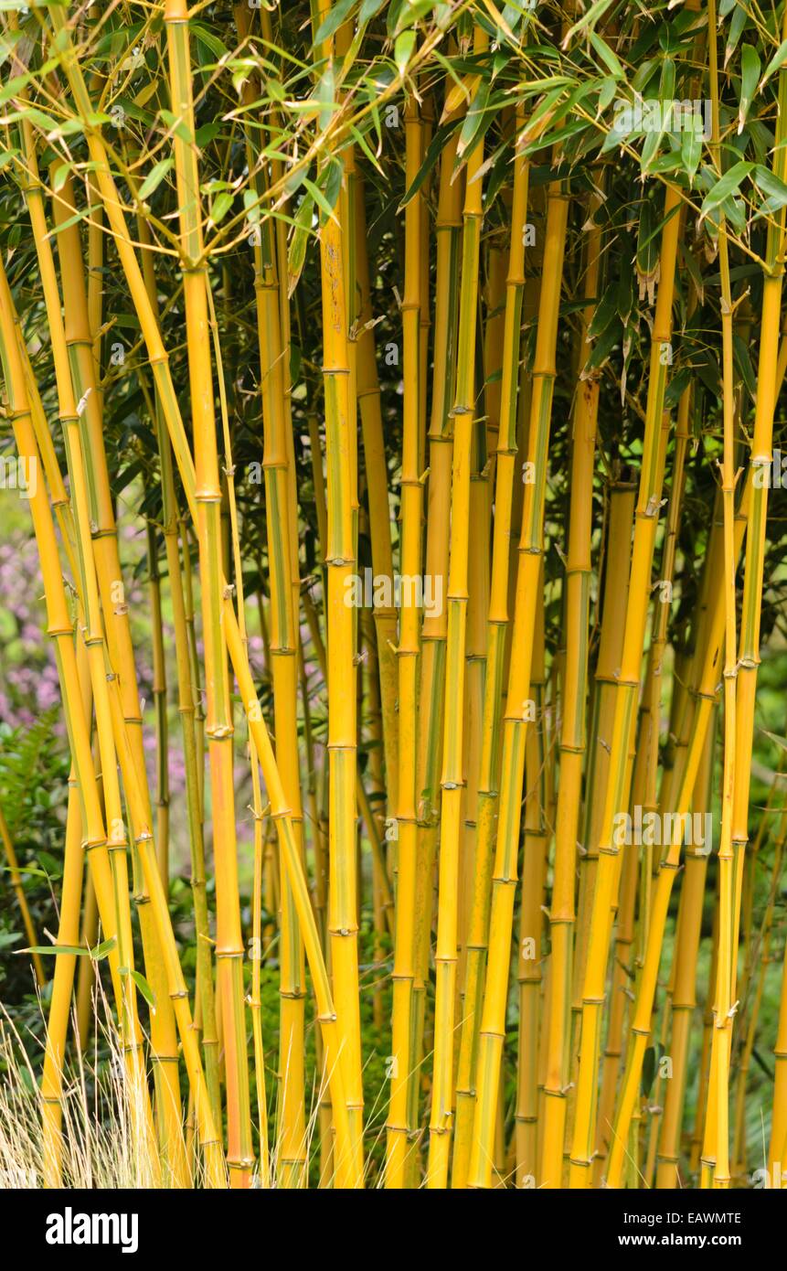 Bambou (phyllostachys aureosulcata 'spectabilis') Banque D'Images