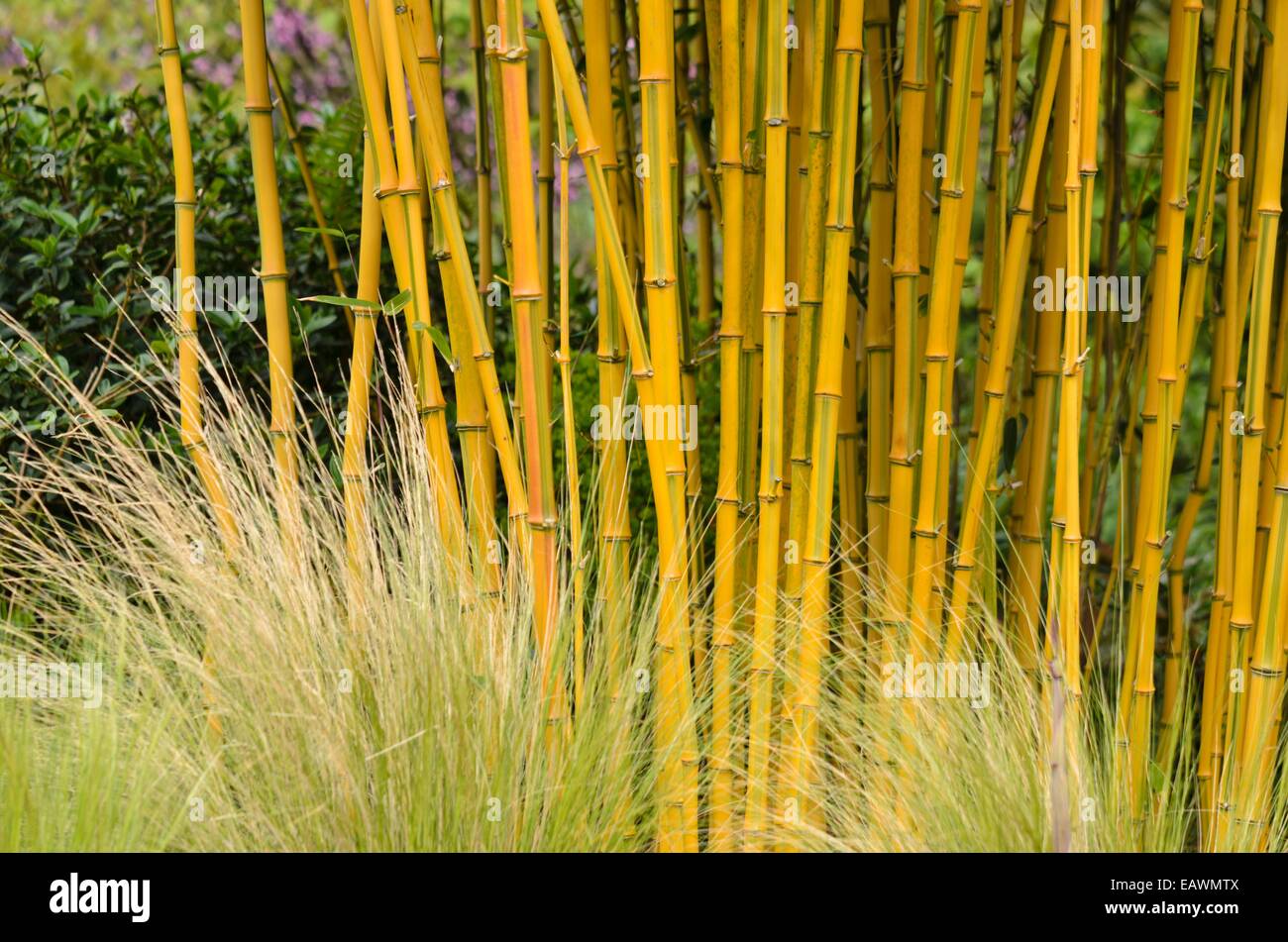 Bambou (phyllostachys aureosulcata 'spectabilis') Banque D'Images