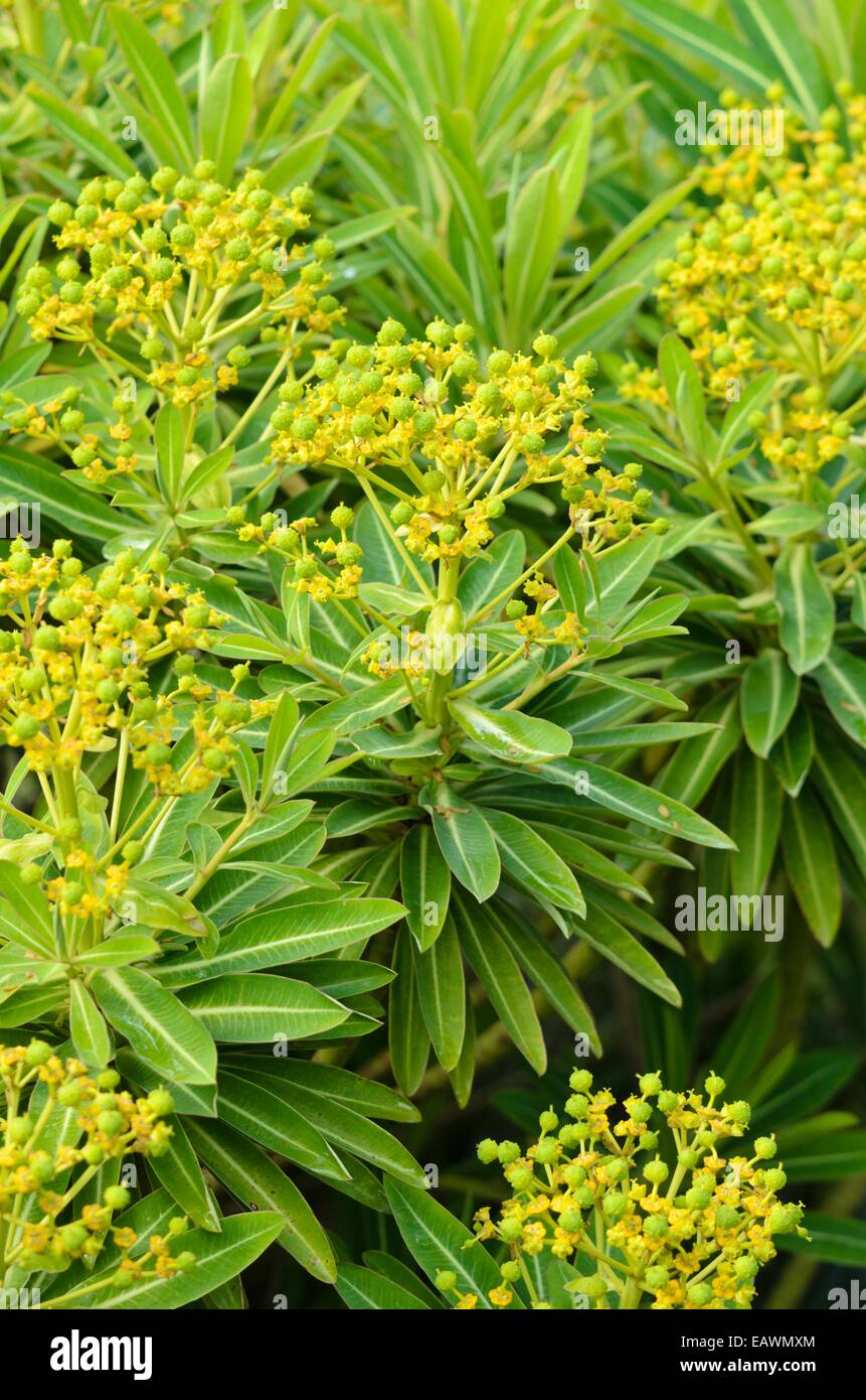 L'euphorbe ésule (Euphorbia x pasteurii) Banque D'Images