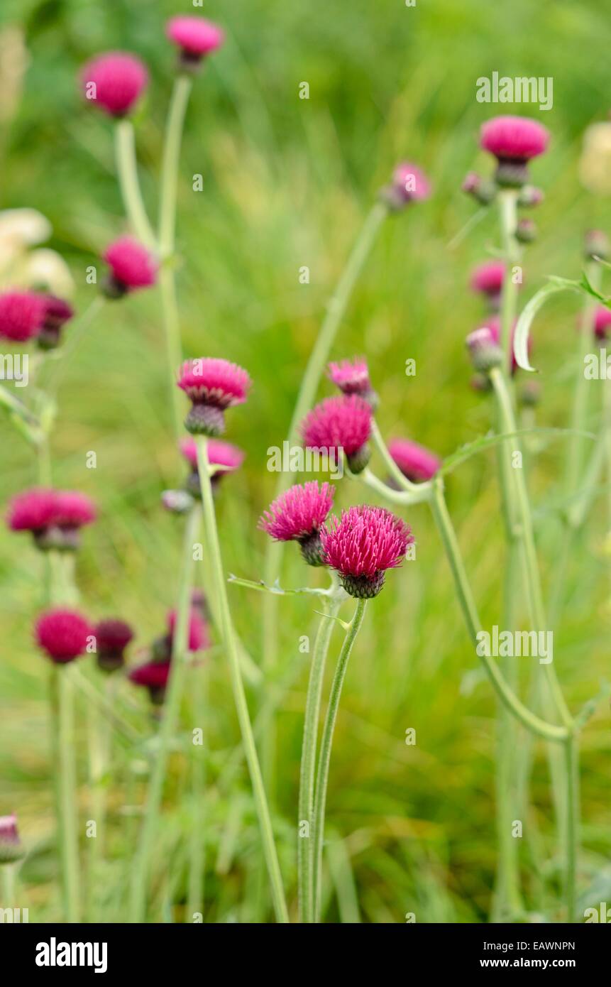 Brook cirsium rivulare 'atropurpureum') Banque D'Images