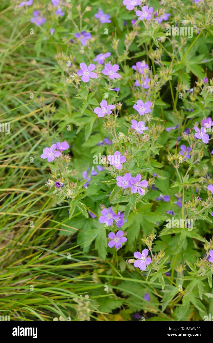 Géranium sanguin (Geranium sylvaticum bois 'mayflower') Banque D'Images